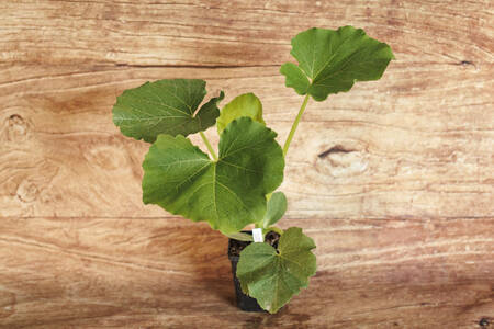 planton Courge  BIO