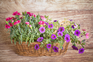 Terrine de fleurs de saison  